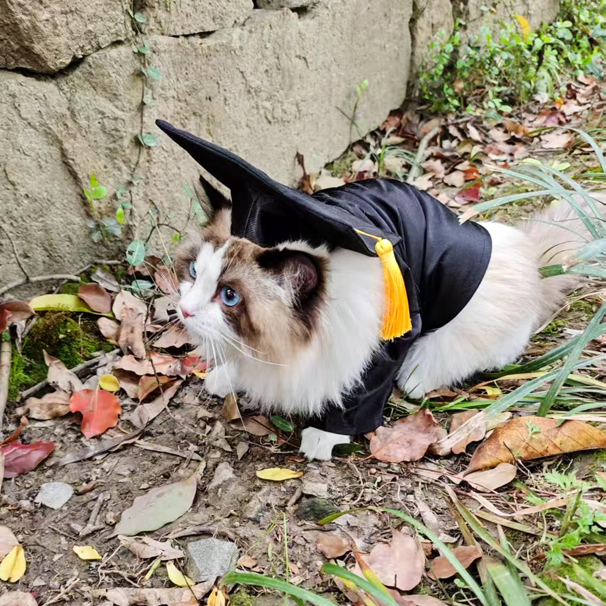 GraduatePro tallas S a XL para perros y gatos.