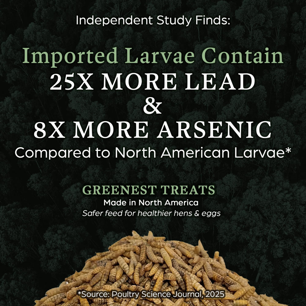 Greenest Treats larvas secas gallinas consumiendo como complemento nutritivo