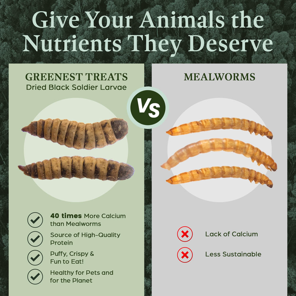 Greenest Treats larvas secas patos consumiendo para huevo saludable