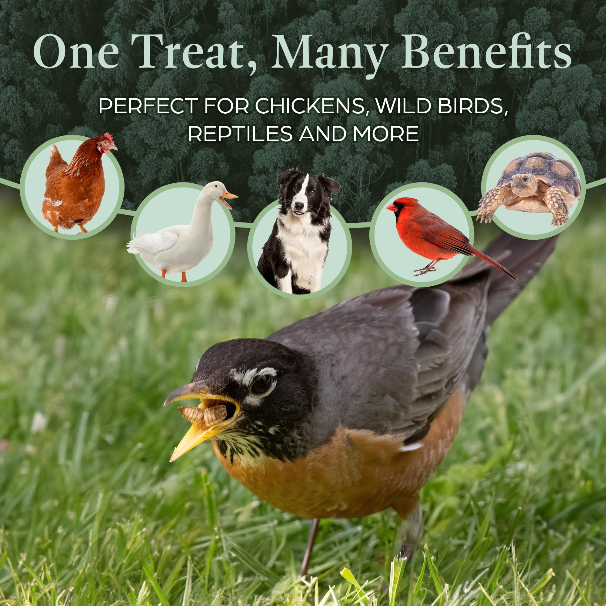 Greenest Treats: proteína alta y calcio para plumaje saludable.
