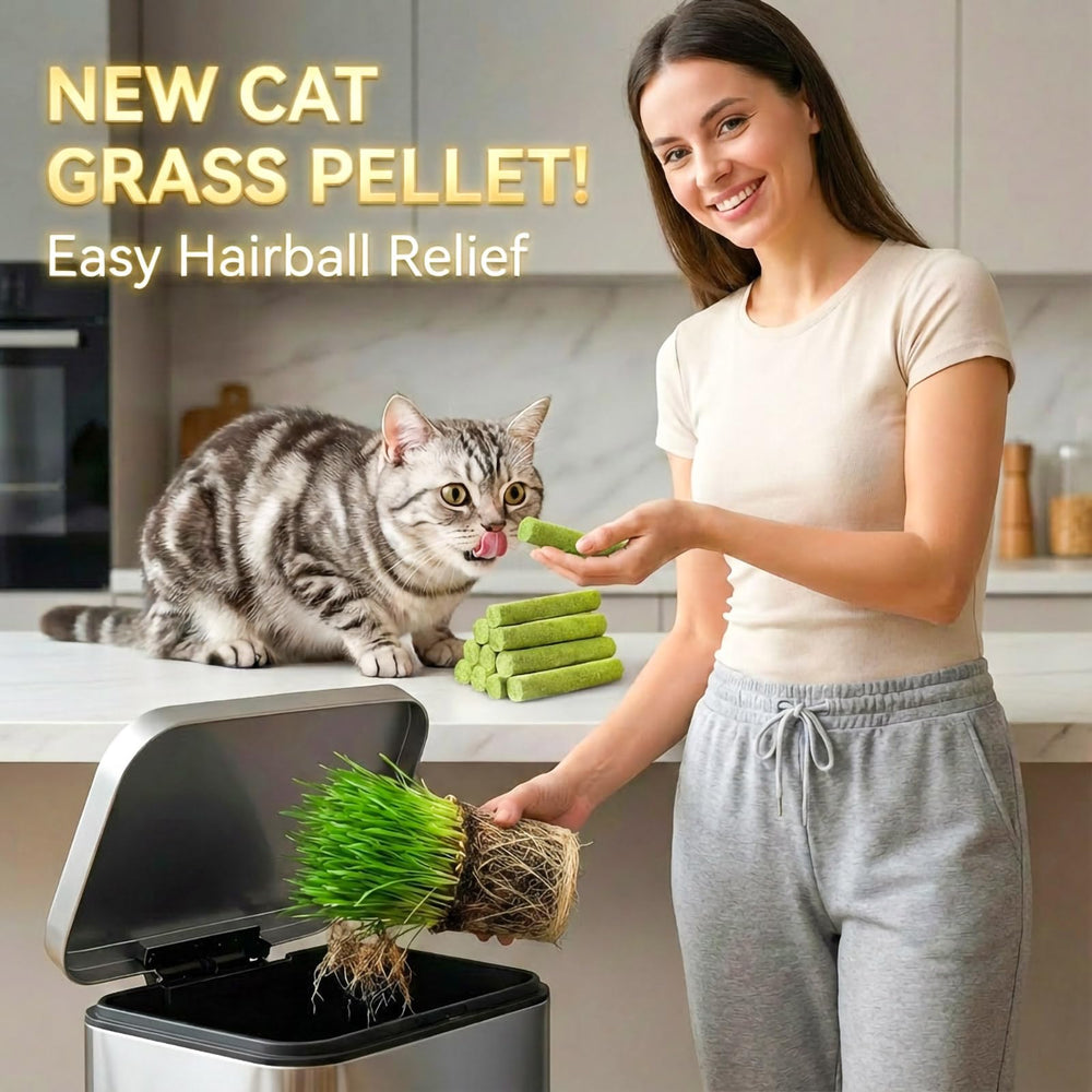 GREMBEB snack de hierba para gatos, premiar durante el día.