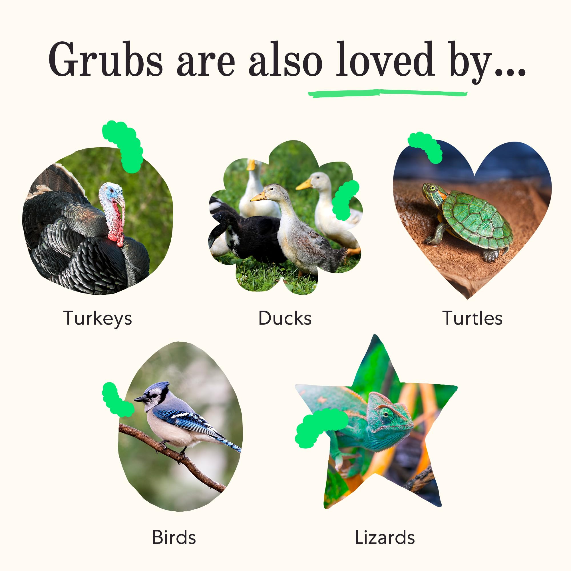 Grubbly Farms Grubblies: fácil de ofrecer como snack proteico en el corral.