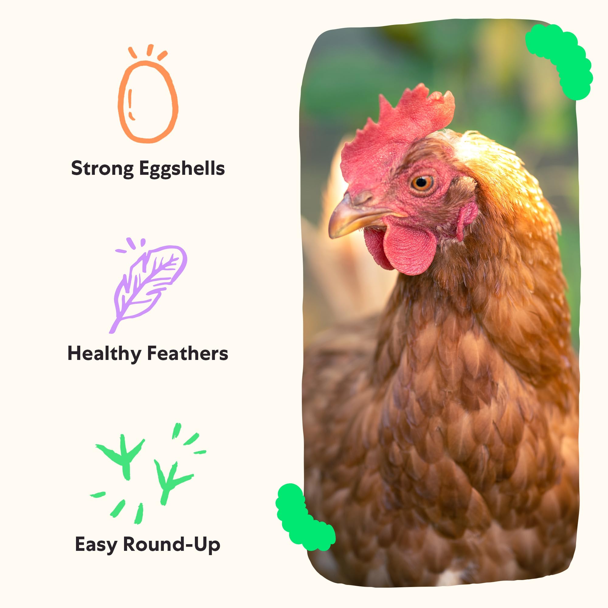 Grubbly Farms Grubblies: sin aditivos y sin aerosoles para aves sanas.