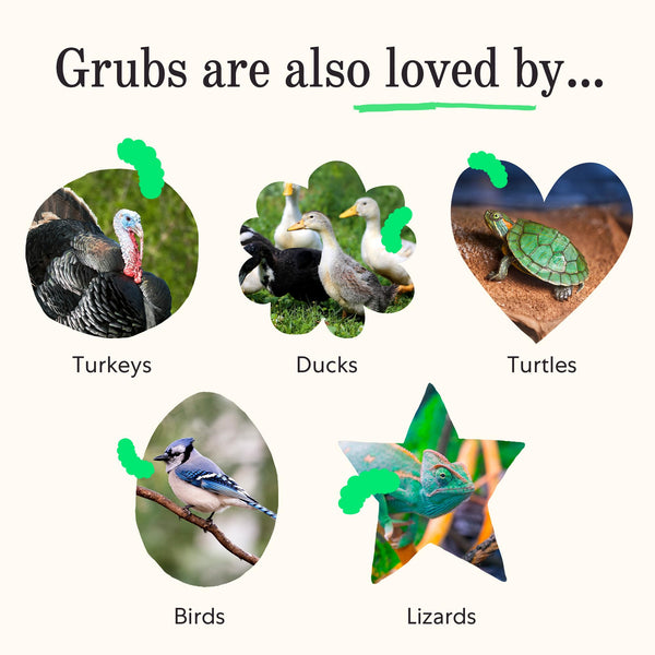 Grubblies horneados sin aditivos, proceso limpio