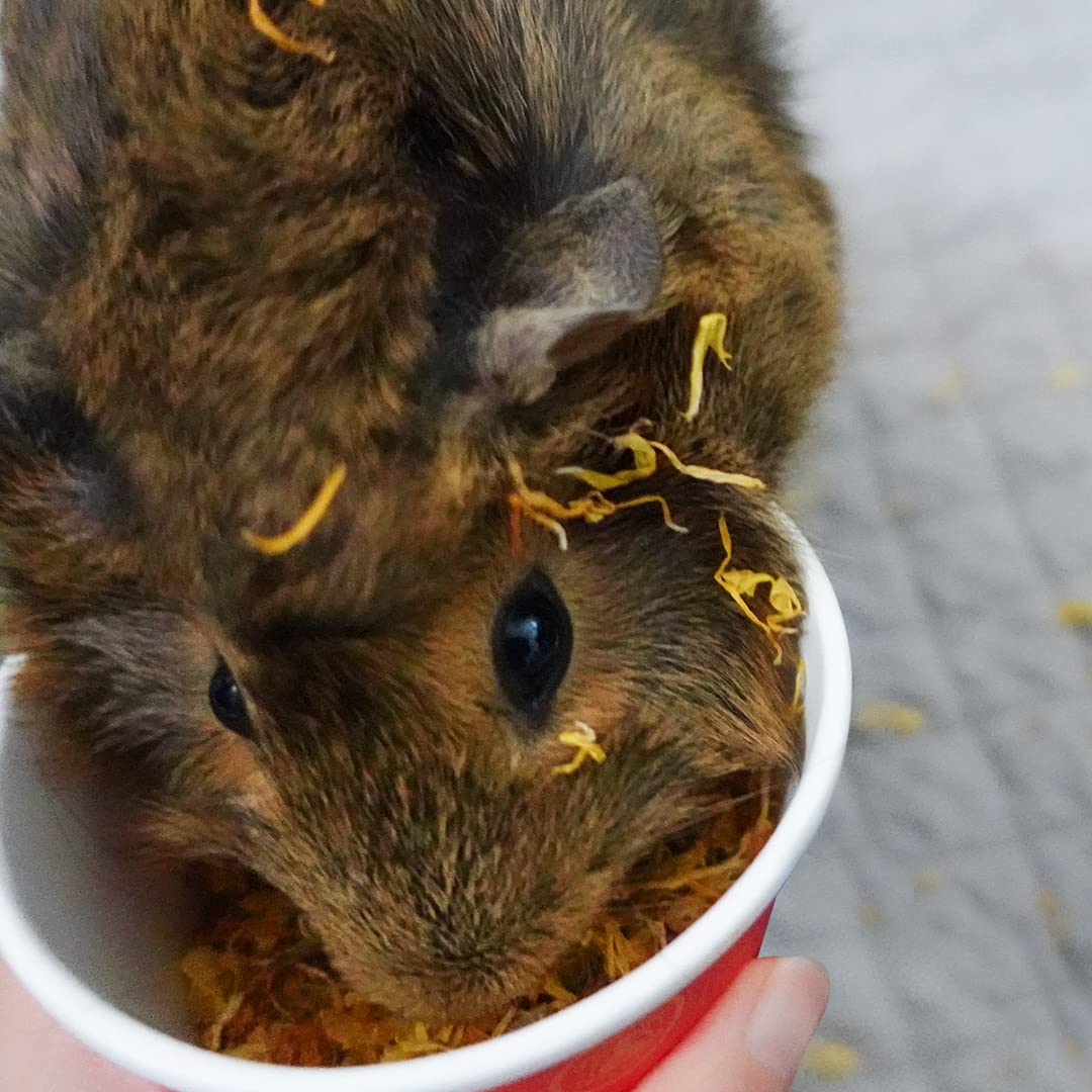 GuineaDad vínculo con la cobaya, snack para fortalecer la conexión diaria.