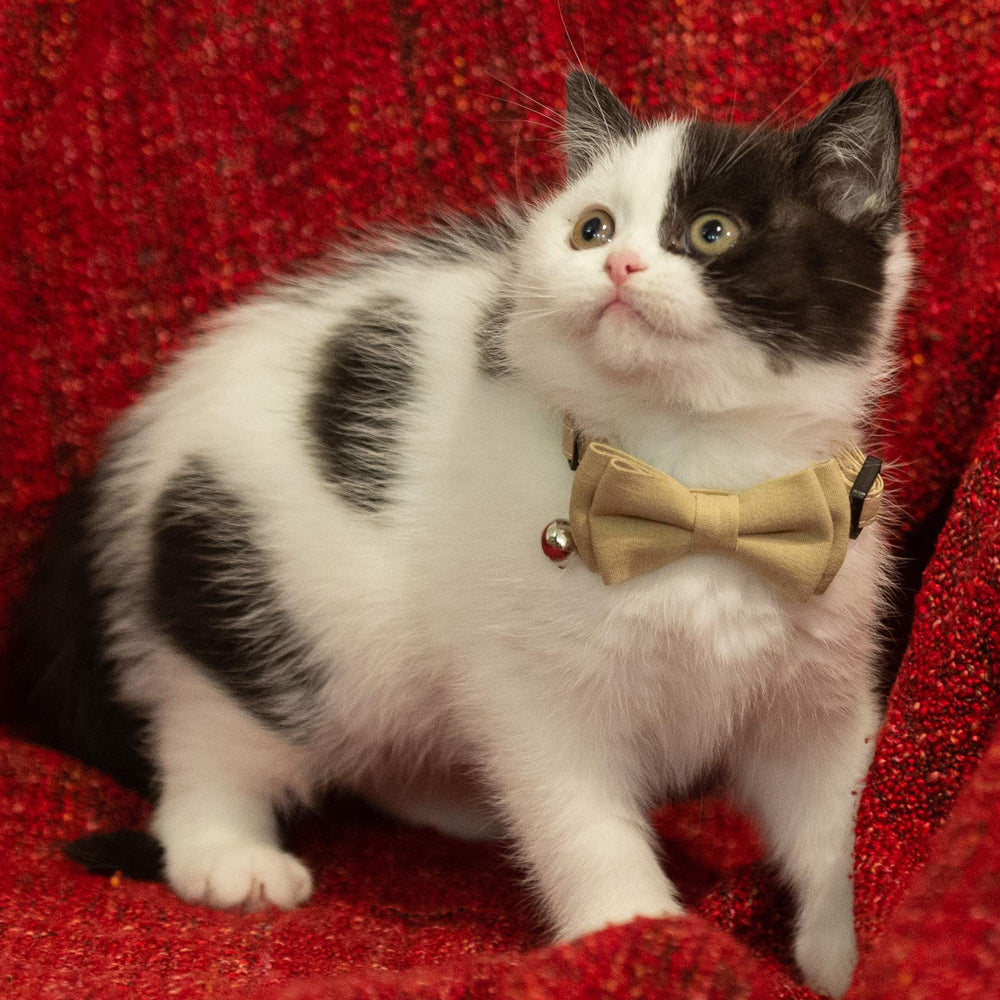 Gyapet lazo detalle en collar, diseño elegante para gatos activos.