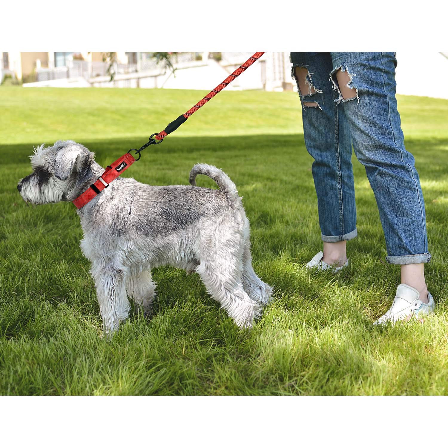 haapaw collar martingale ajuste seguro para perros de todos los tamaños