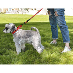 haapaw collar martingale ajuste seguro para perros de todos los tamaños