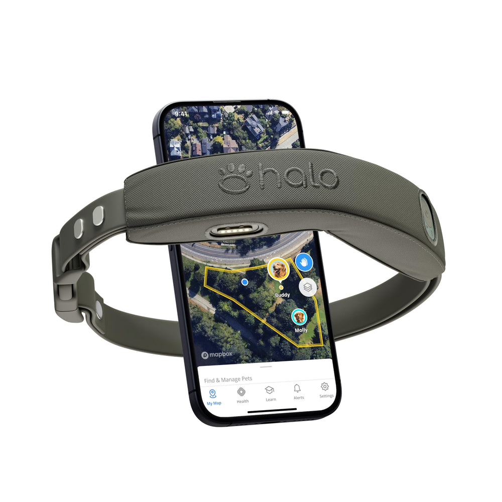 Halo Collar 4 en acción con cerca GPS para mantener al perro dentro de límites