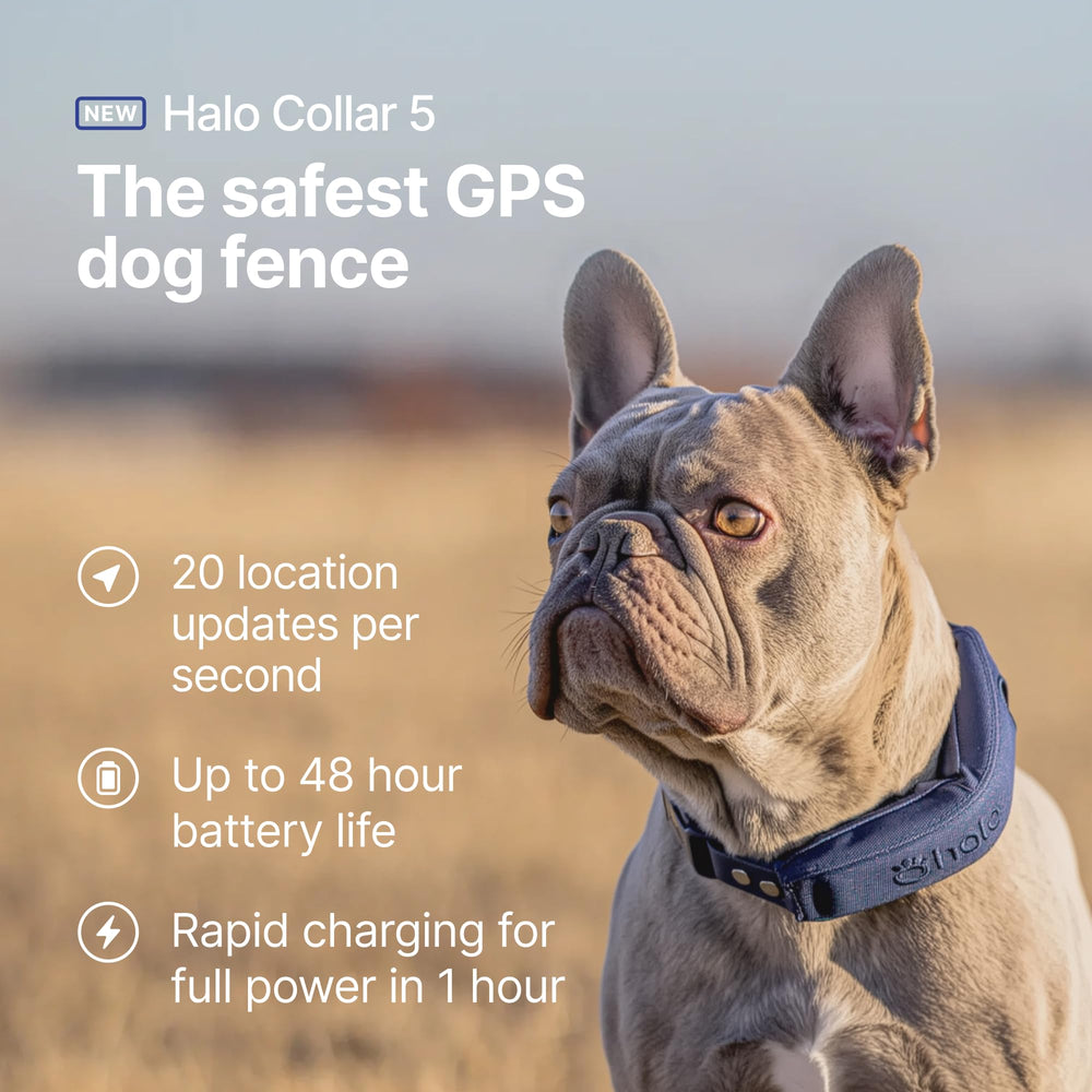 Halo Collar 5 con GPS y rastreo en tiempo real para tu perro