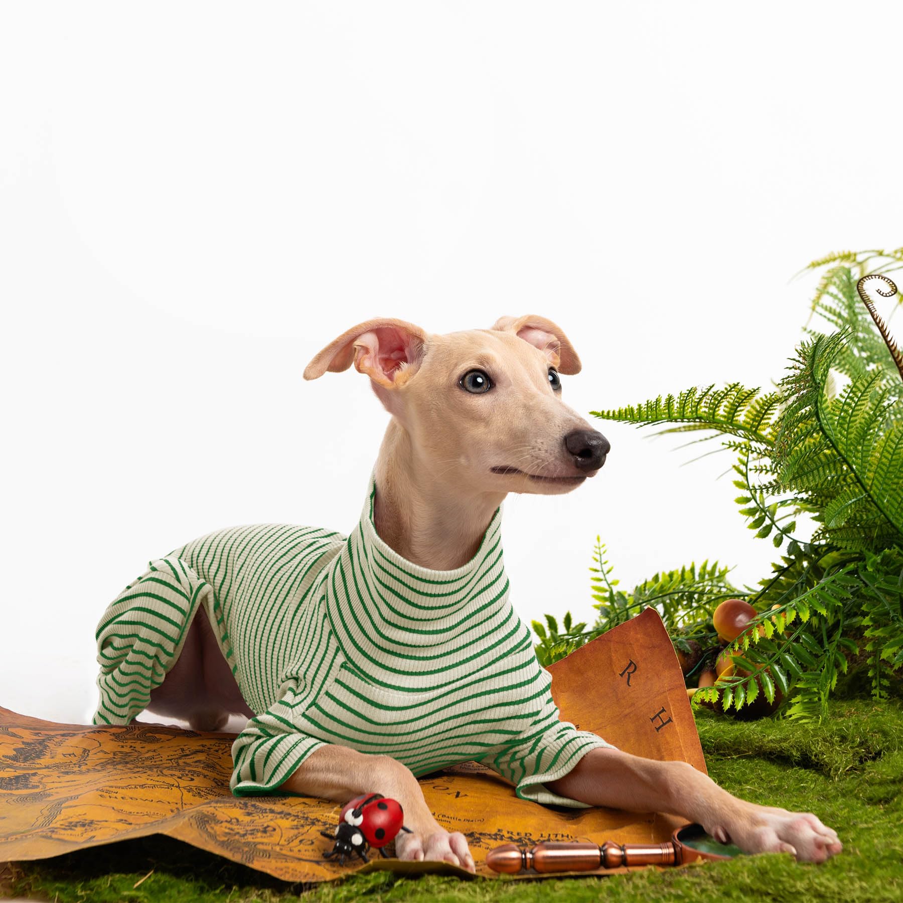 Haloumoning suéter para perro, disponible en varias tallas para rasas variadas