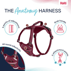 Acolchado de neopreno en pecho del arnés Halti Anatomy para mayor confort.