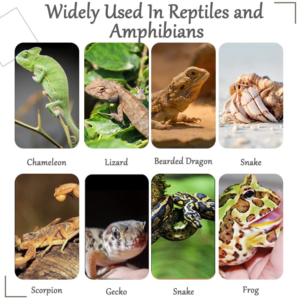 Escena decorativa de terrario con plantas para reptiles Hamiledyi