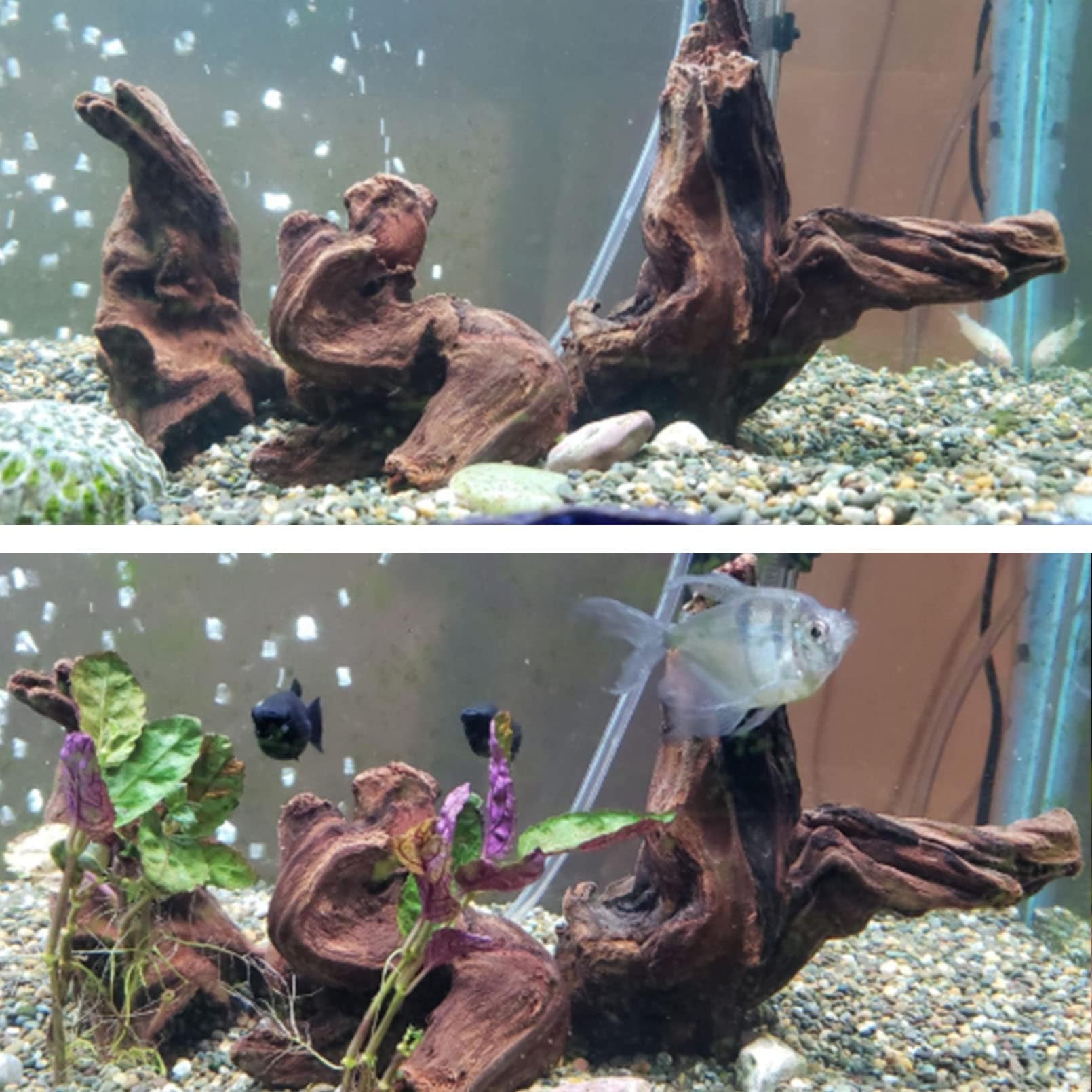 Hamiledyi madera flotante diseño terrario, complemento ideal para enriquecer el hábitat.