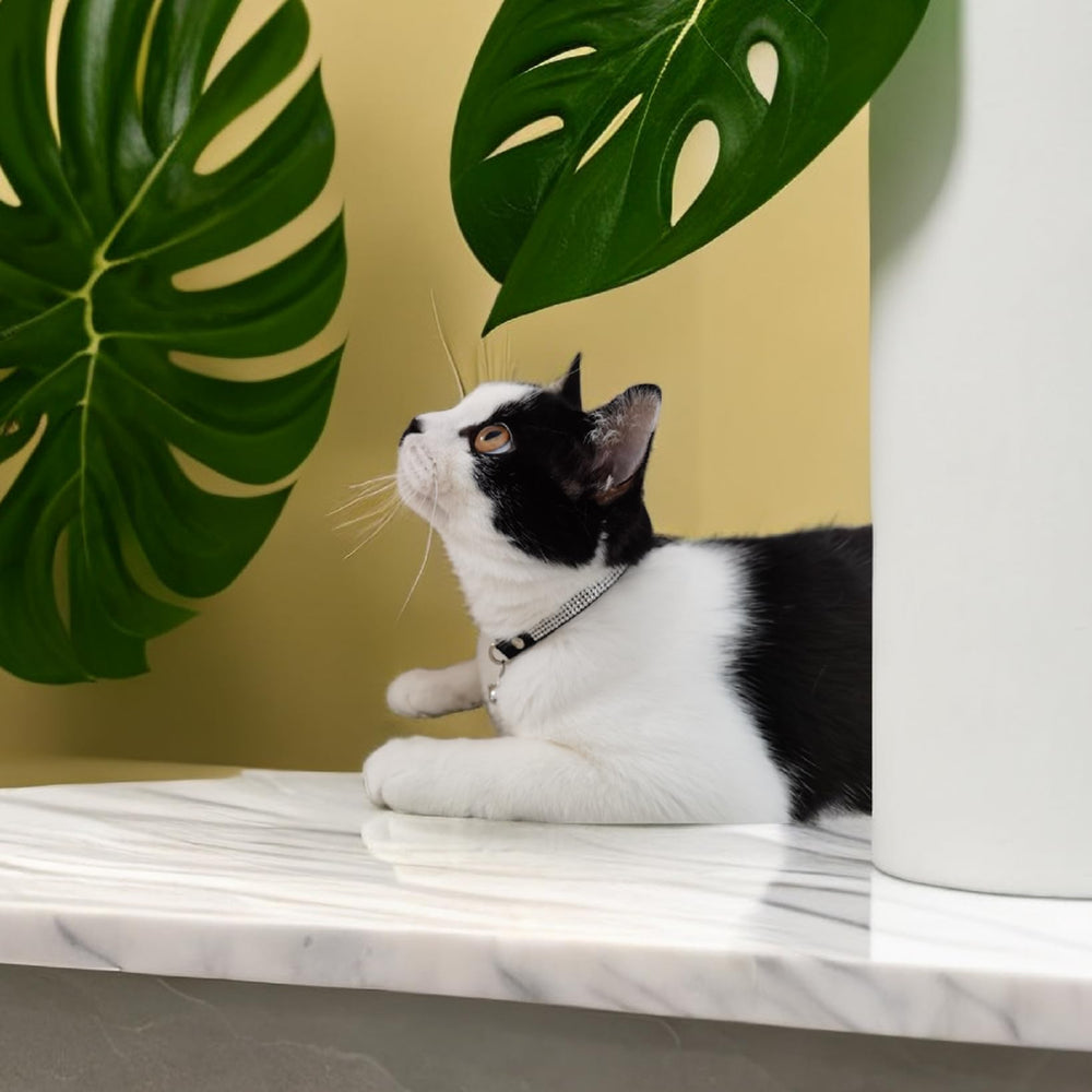 Collar ajustable HAMUSN de 6-9 pulgadas para gatitos pequeños