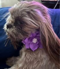 Haoyueer collar-hebilla-brillante, ajuste seguro para mascotas.