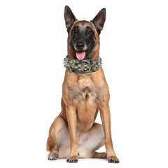Detalle del collar Haoyueer con puntas de 2 pulgadas, ideal para juego diario y paseo