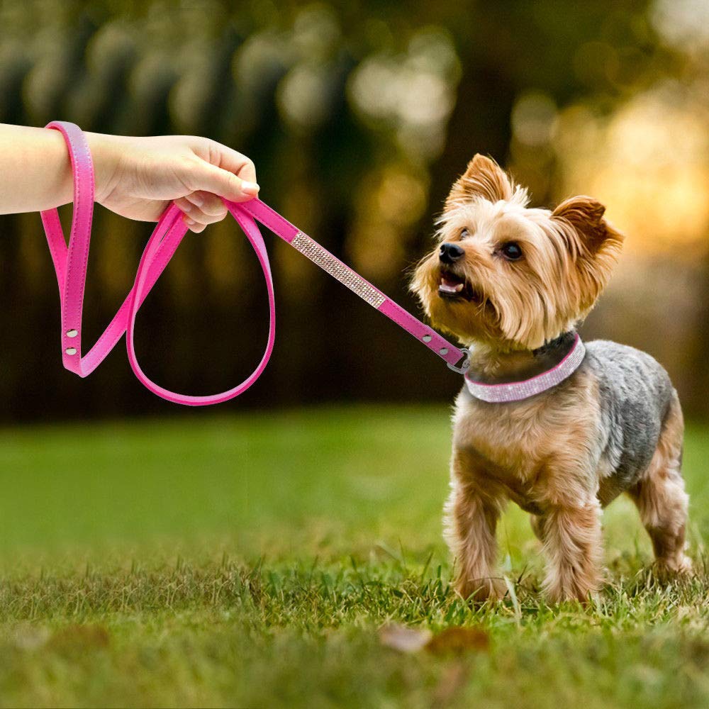 Conjunto Haoyueer: collar y correa para mascotas, ideal para comenzar aventuras con estilo