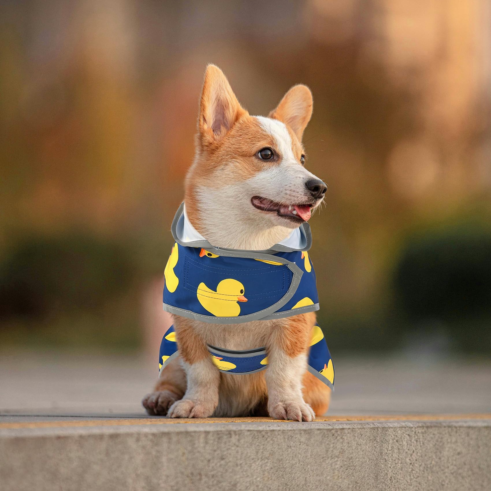 HAPPIERE ideal para paseos en lluvia, manteniendo al perro seco