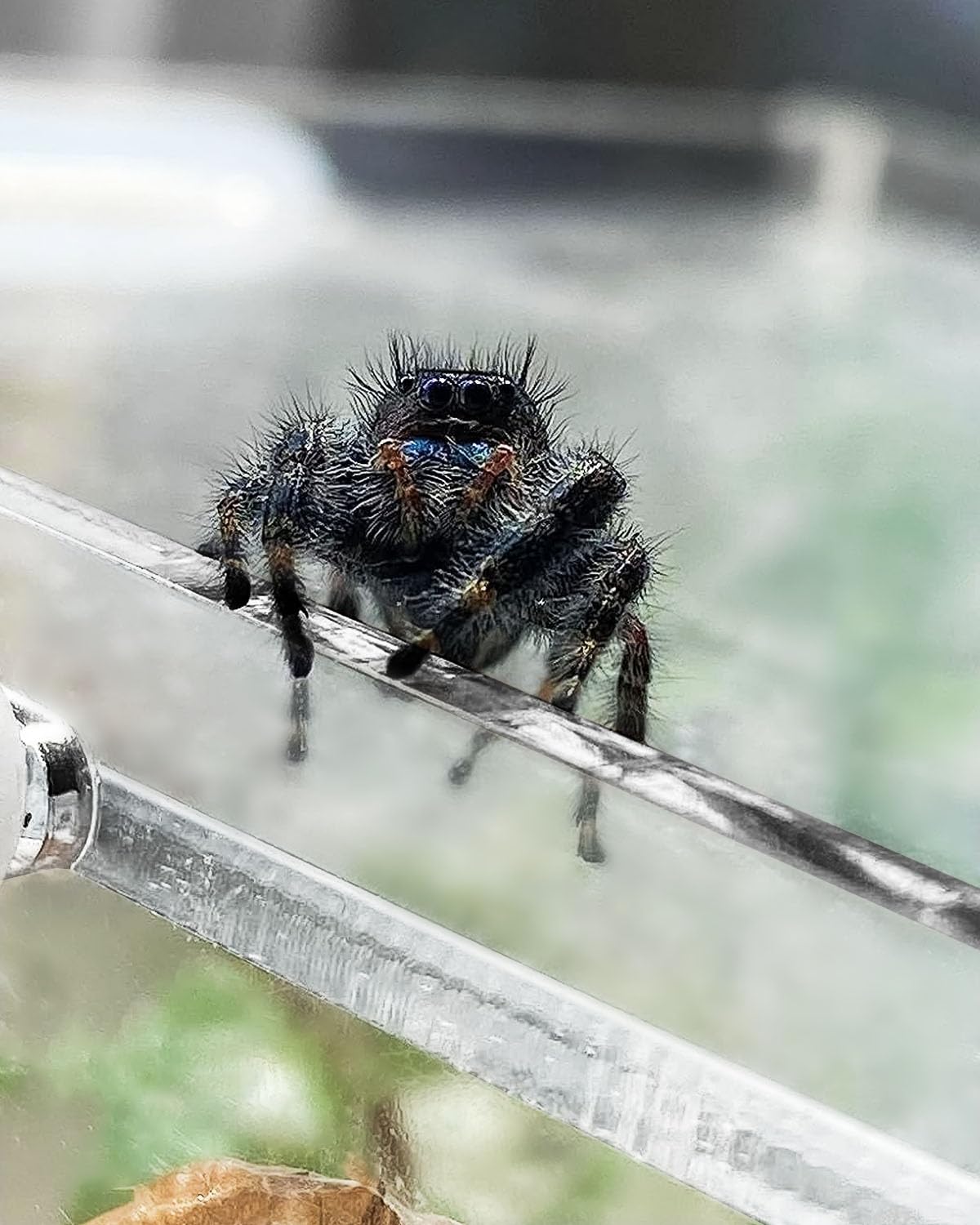 Harhana jaula para araña saltadora montaje rápido y fácil.
