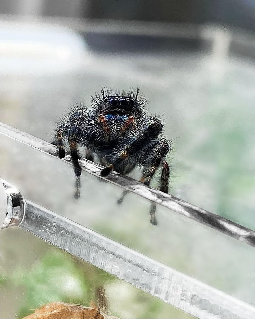 Harhana jaula para araña saltadora montaje rápido y fácil.