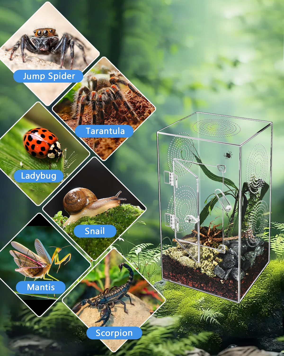 Harhana jaula para araña saltadora, limpieza fácil