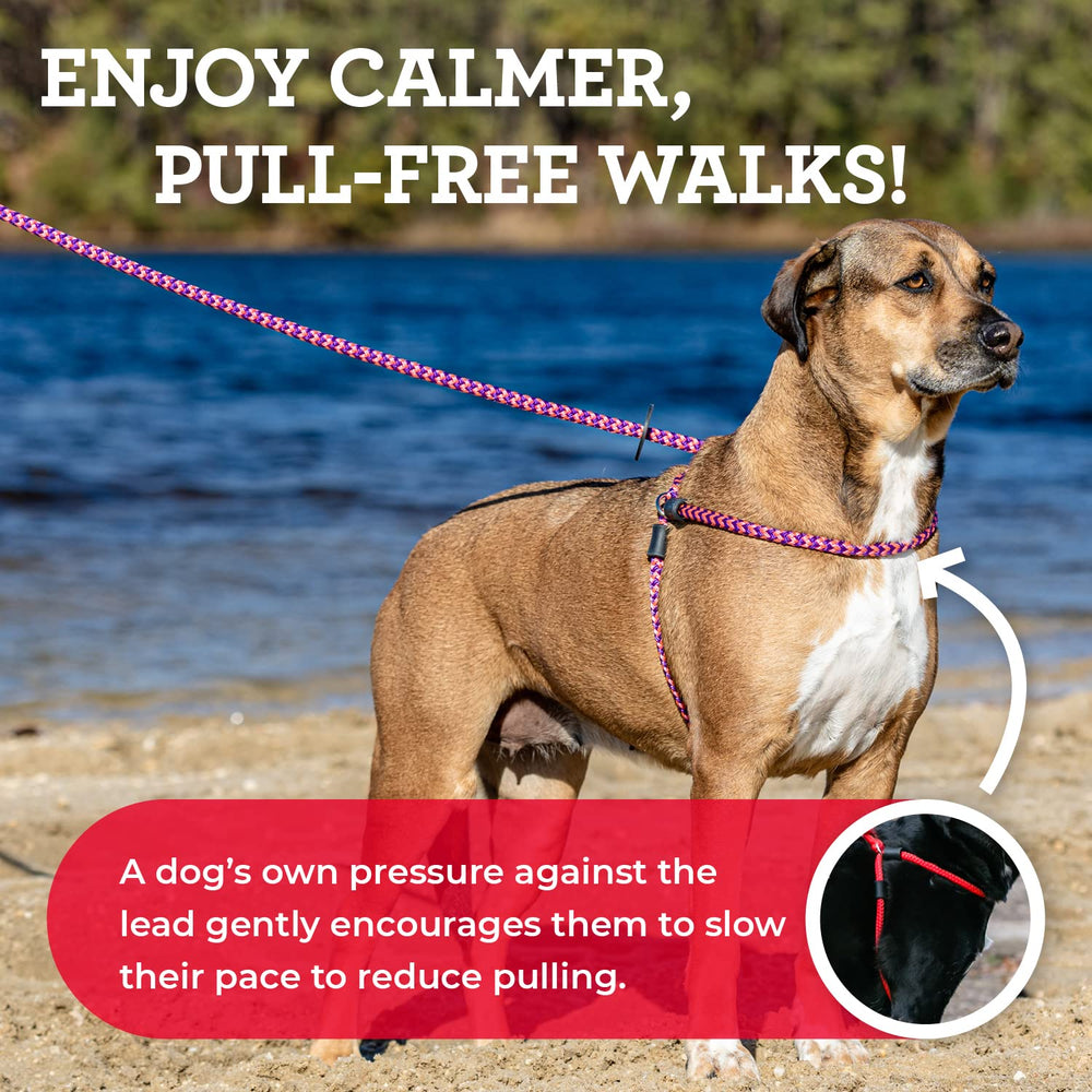 Harness Lead conjunto arnés y correa para paseos tranquilos sin tirones