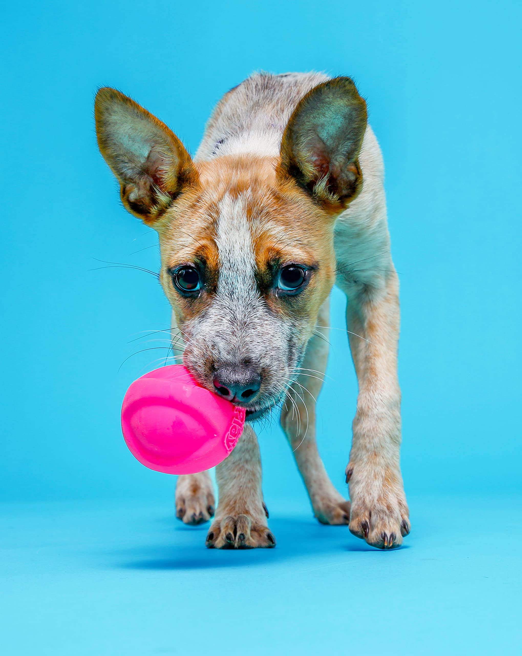 Pelota duradera Hartz para perros medianos, ideal para lanzar y rebotar.