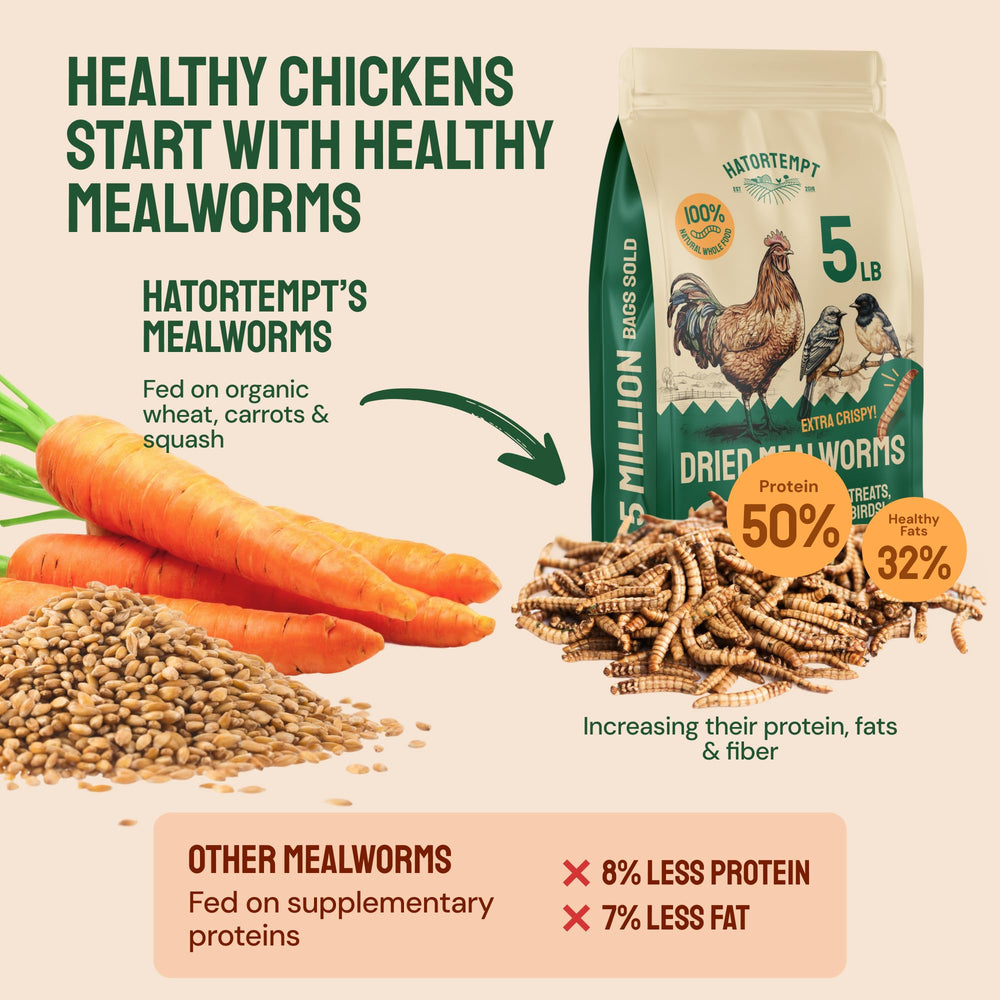 Hatortempt gusanos secos para pollos: complemento proteico para la dieta de cría.