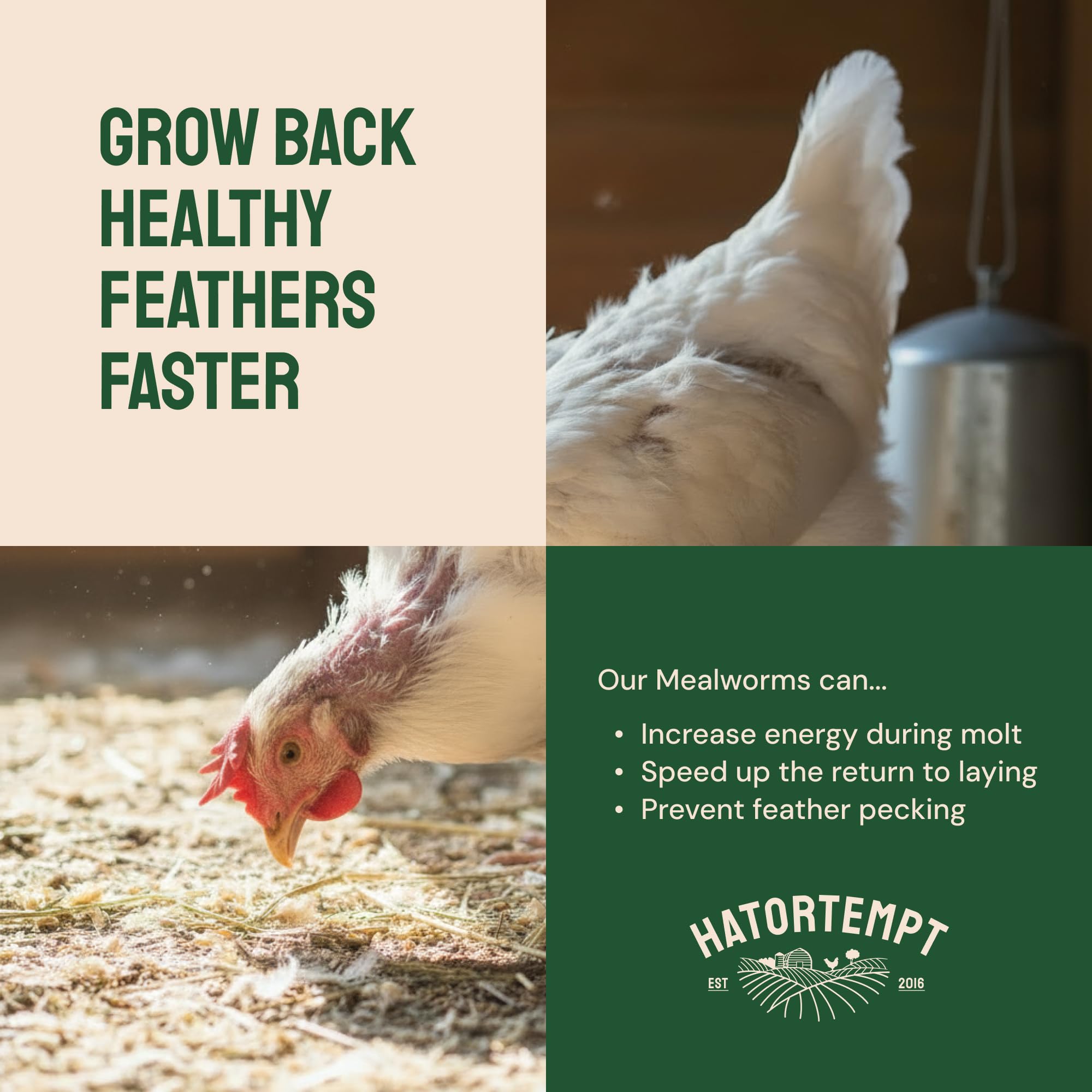 Hatortempt uso exterior para aves de corral: alimento práctico para gallinas.