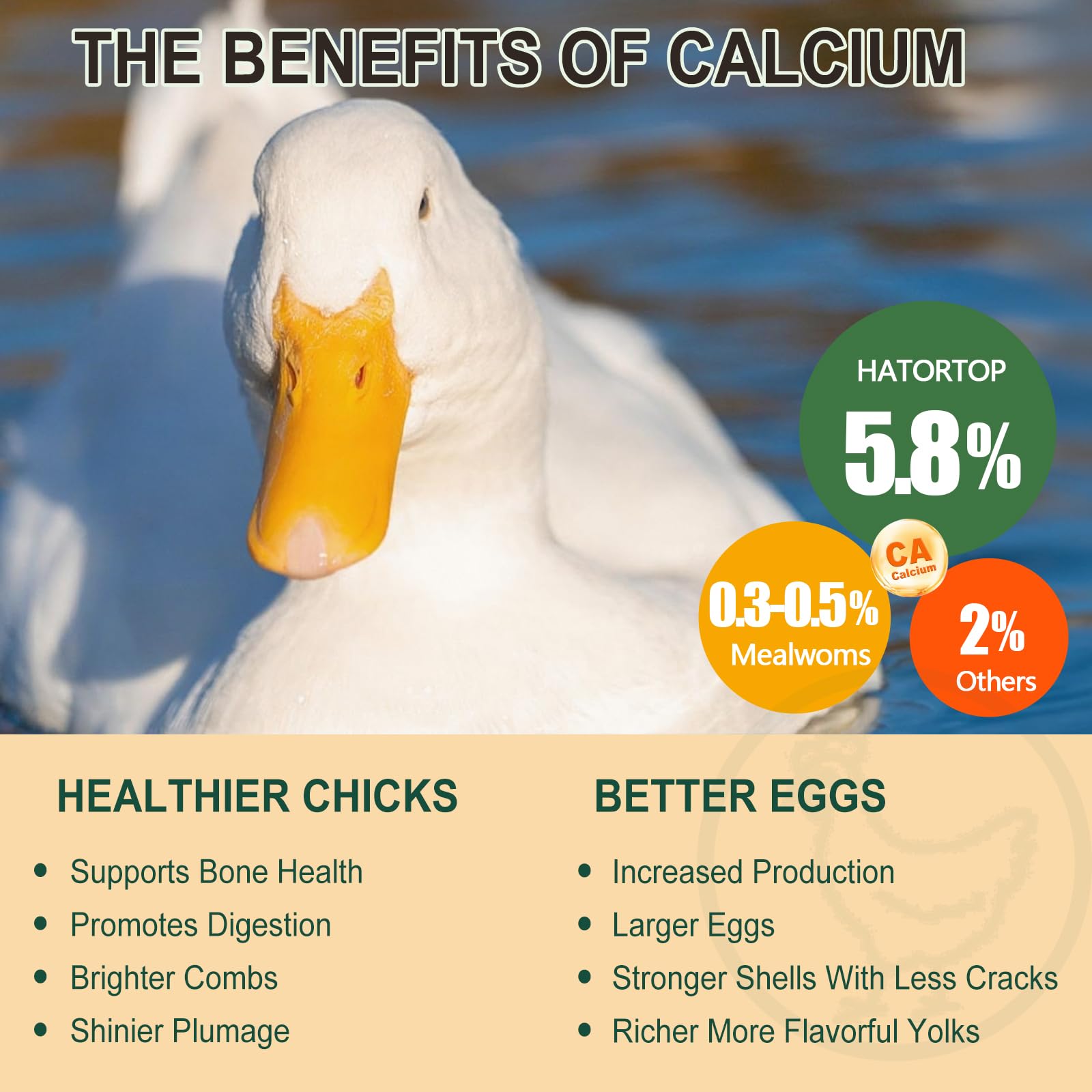 Hatortop BSF larvas secas, primer plano, alto contenido proteico para gallinas y aves.