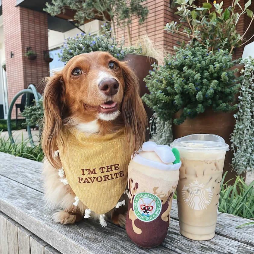 Starbarks Sweet Pup Cold Brew: regalo ideal para cachorros y amantes de juguetes premium.