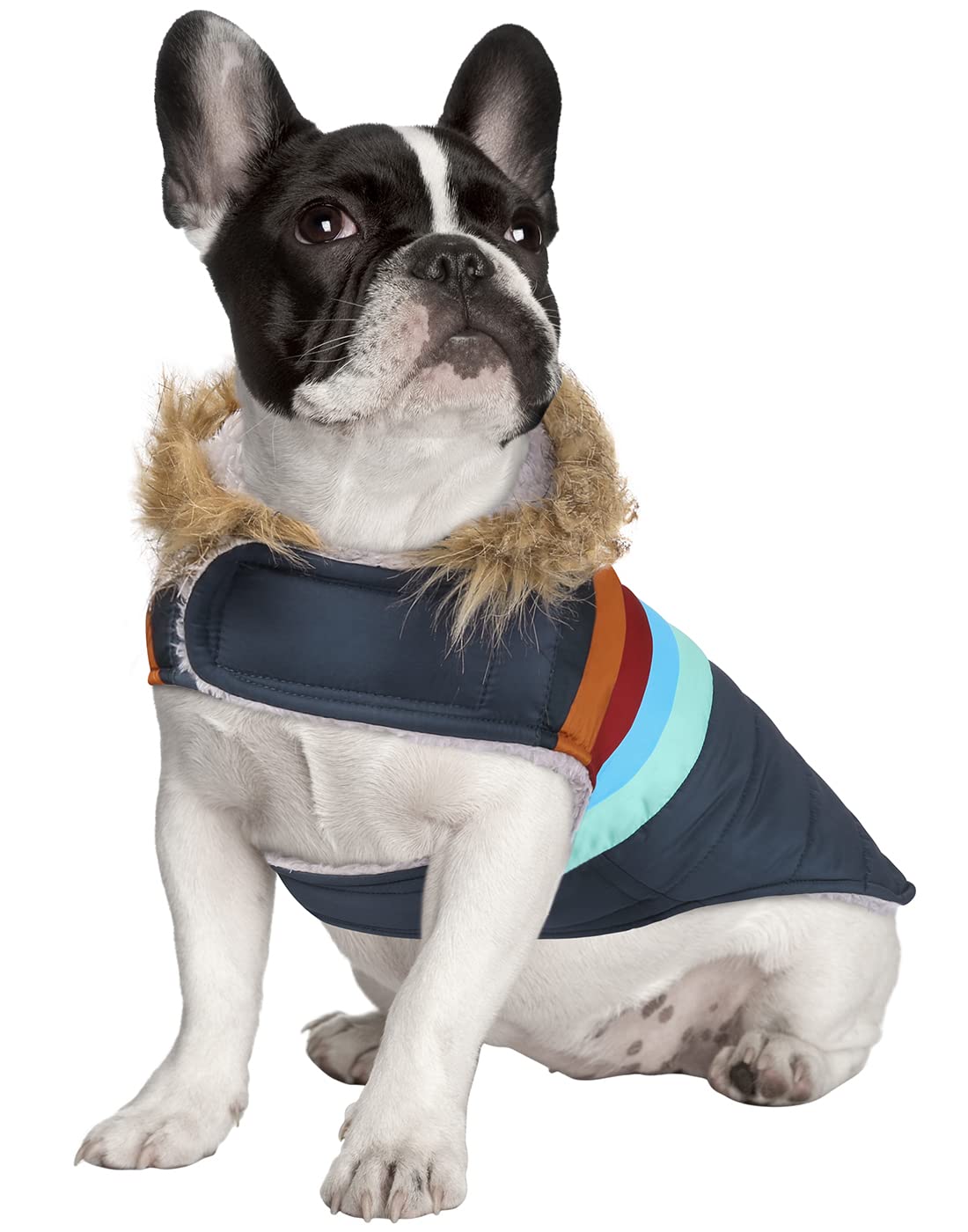 Chaqueta acolchada HDE para perros vista trasera con raya retro.