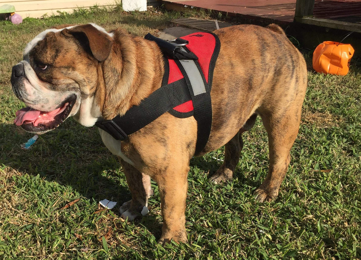 HDP Arnés suave para perro grande con ajuste perfecto para paseos tranquilos.