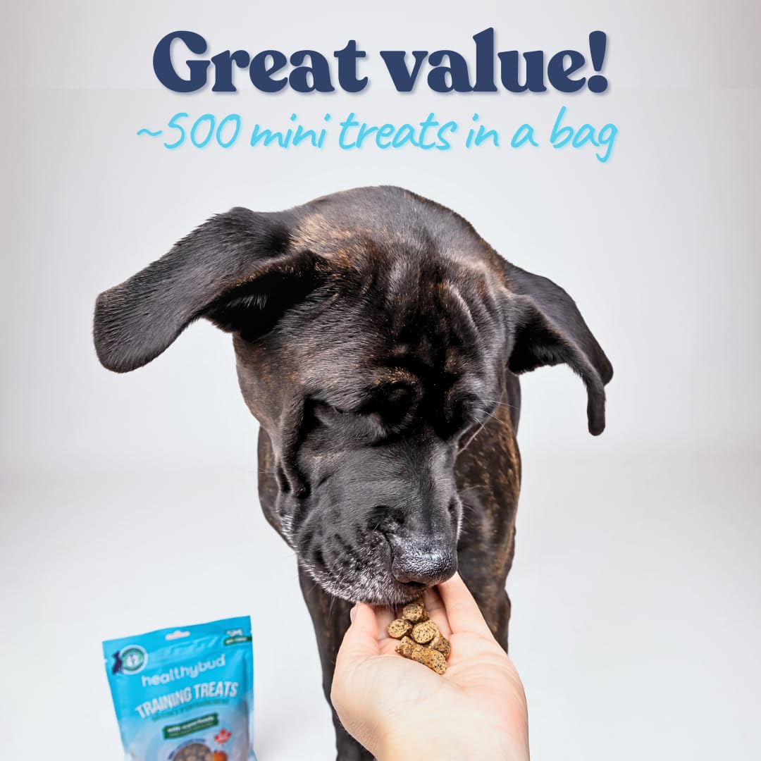 healthybud mini-entrenamiento lion s mane beneficio cognitivo enfocando la atención