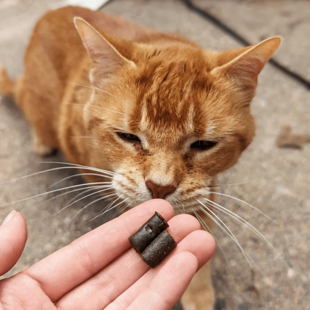 Propiedades naturales de Hemp Well para el bienestar felino