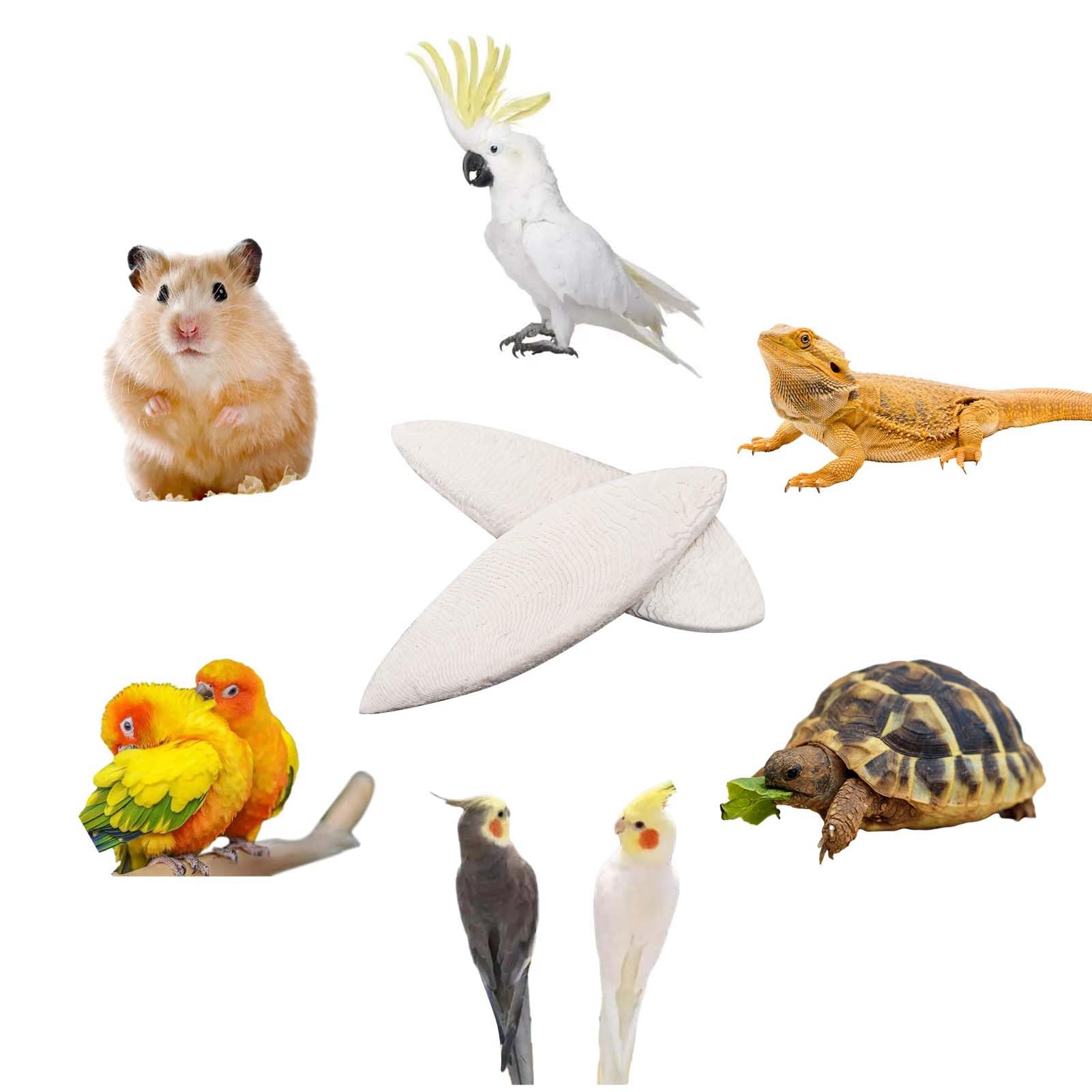 HEQU hueso de calamar natural para aves y tortugas, aporta calcio natural para huesos y plumas.