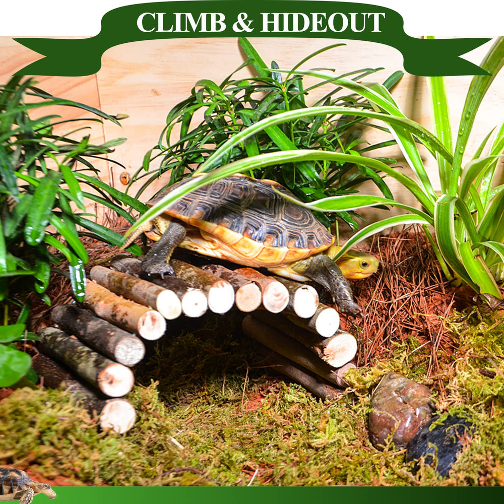 HERCOCCI plantas sujecion terrario 01, soporte decorativo para refugios reptíles.