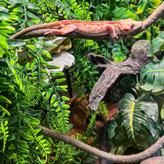 HERCOCCI planta colgante para reptiles, añade vegetación natural
