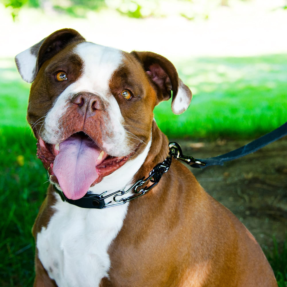 Collar Herm Sprenger ideal para perros grandes, soporte de entrenamiento eficiente.
