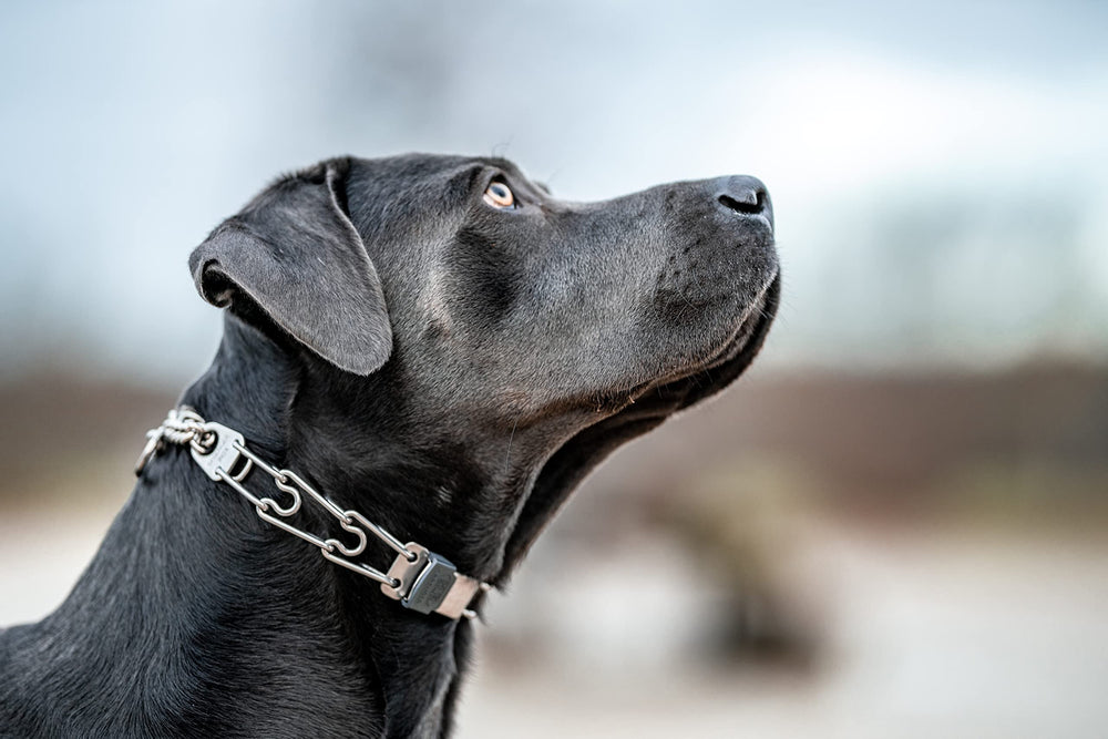 Collar Herm Sprenger para perros grandes, ideal para entrenamientos prolongados.