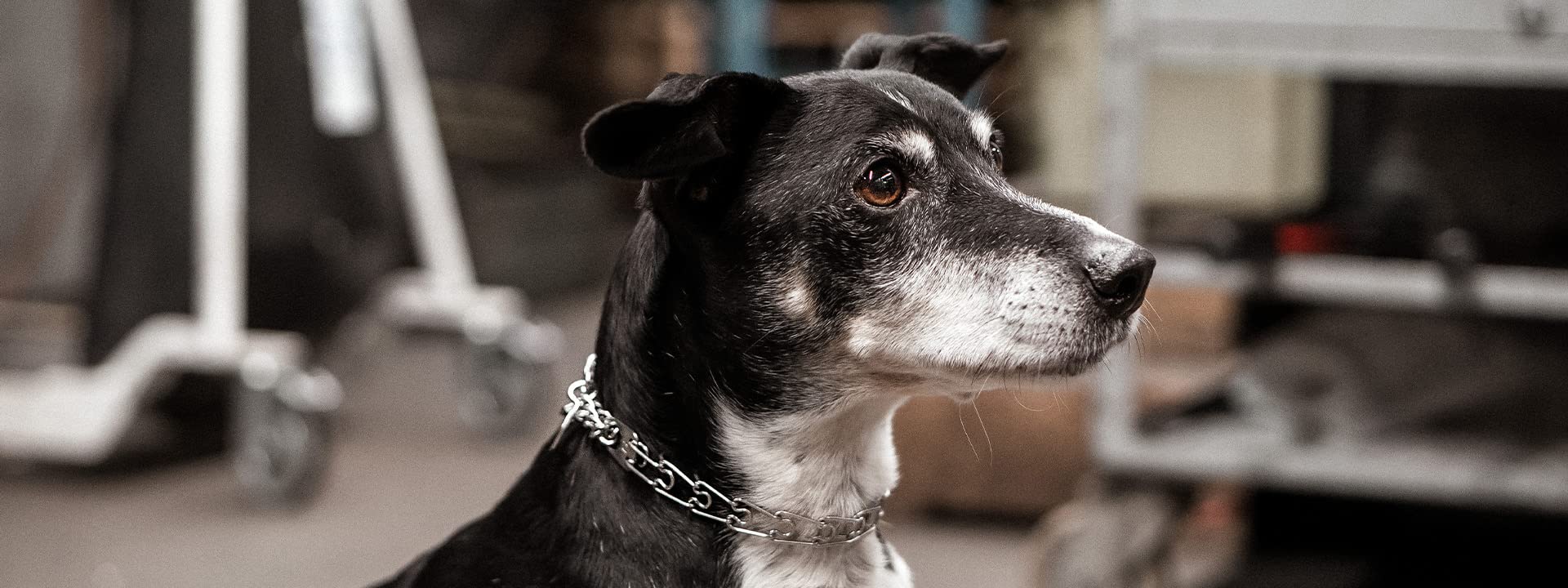 Collar Herm Sprenger talla grande para perros de mayor tamaño.