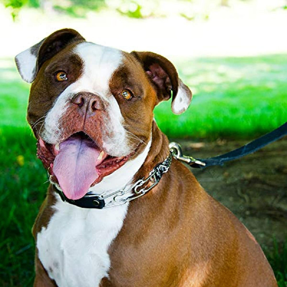 Entrenamiento con collar Herm Sprenger: ideal para obediencia y respuestas rápidas.