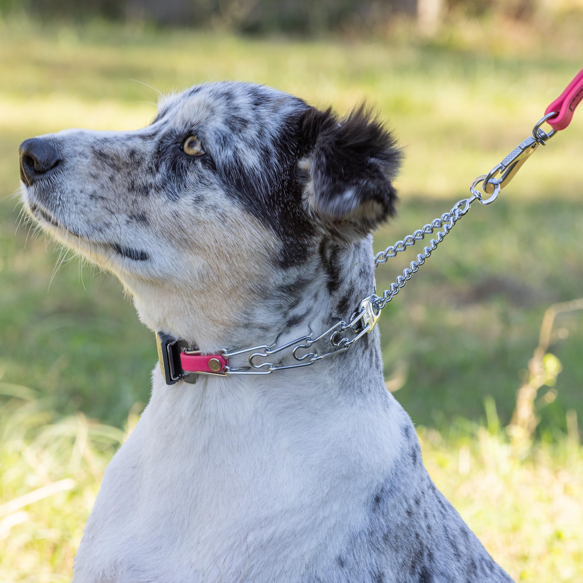 Collar Herm Sprenger en rosa Passionfruit, estilo distintivo para perros.