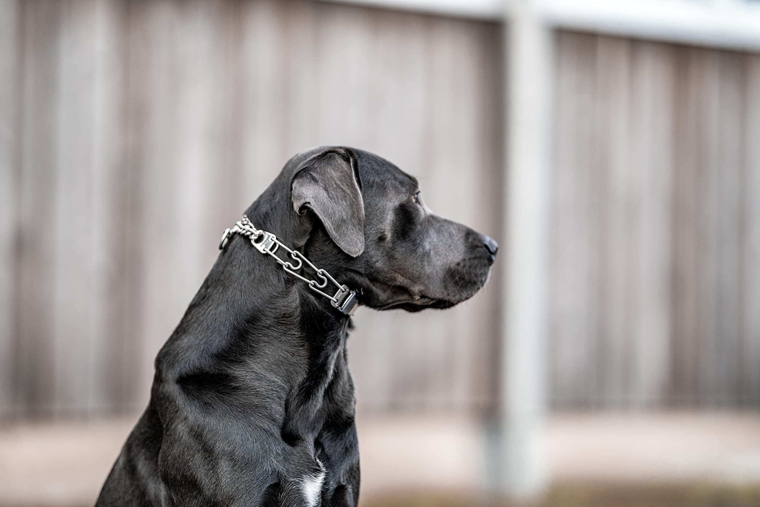 Collar Herm Sprenger para perros grandes, talla hasta 20 pulgadas.