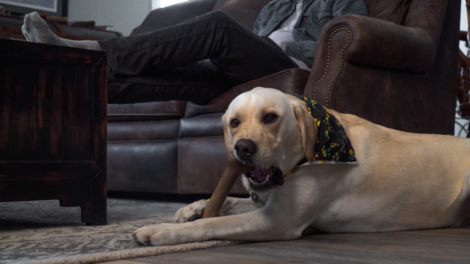 Hueso Bonetics para perros, fácil de limpiar tras la sesión de juego