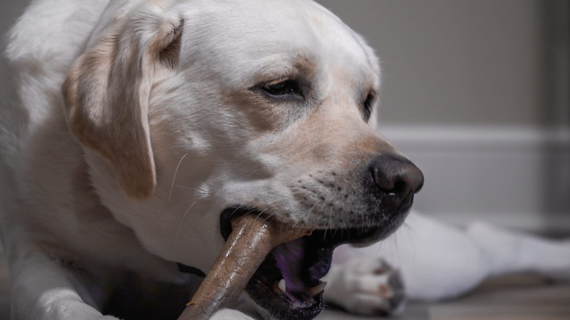 Hero Bonetics hueso para perros grandes, agarre cómodo para sesiones de juego.