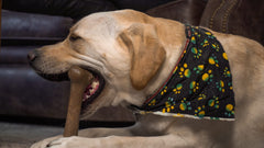 Hero Bonetics hueso para perros grandes, sin astillamientos, seguridad al masticar.