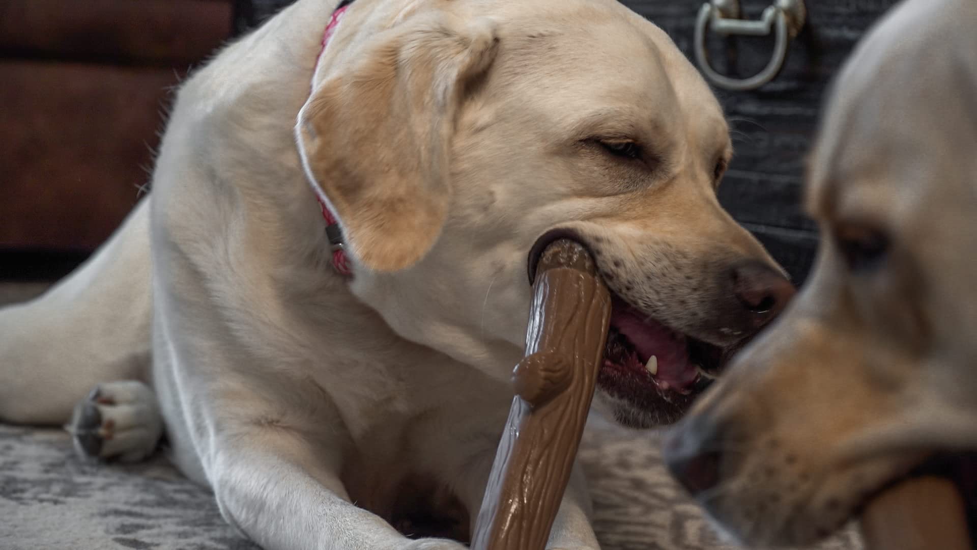 Hero Bonetics Stick para perros de hasta 20 kg