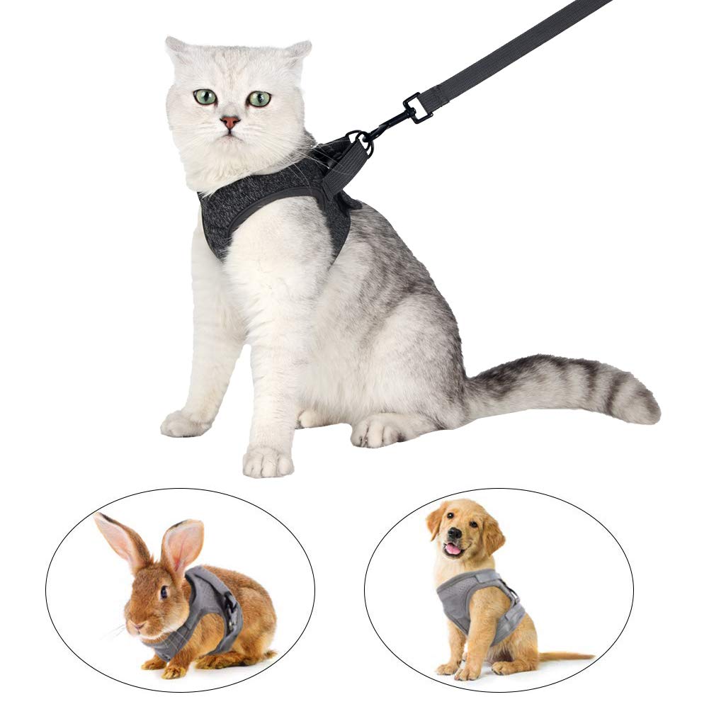 HEYWEAN uso diario: paseo seguro y cómodo para tu compañero felino.